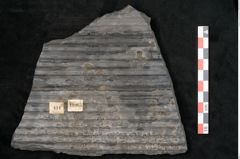 Foto (Detailansicht) von Sigillaria elongata Brongniart (NHMW-GEO-2024-0188-11065)